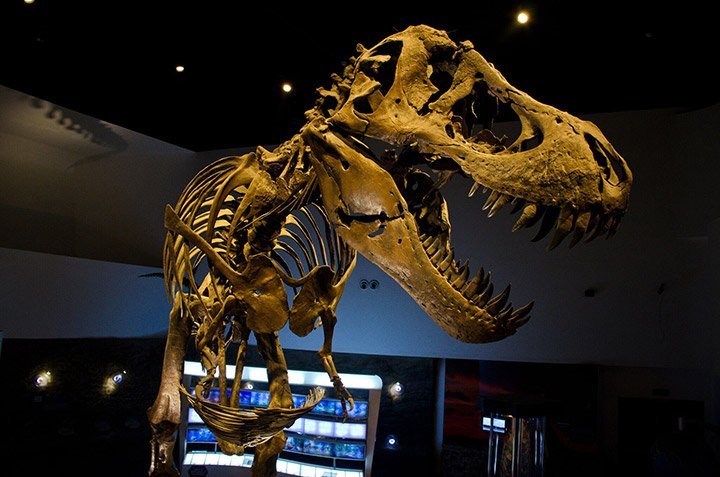 Stan, the T-Rex of Earth Gallery,